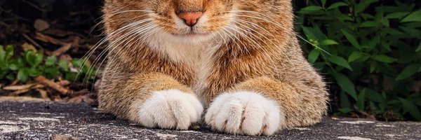 conceptvx Profile Banner