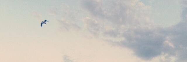 daniFio's profile banner image