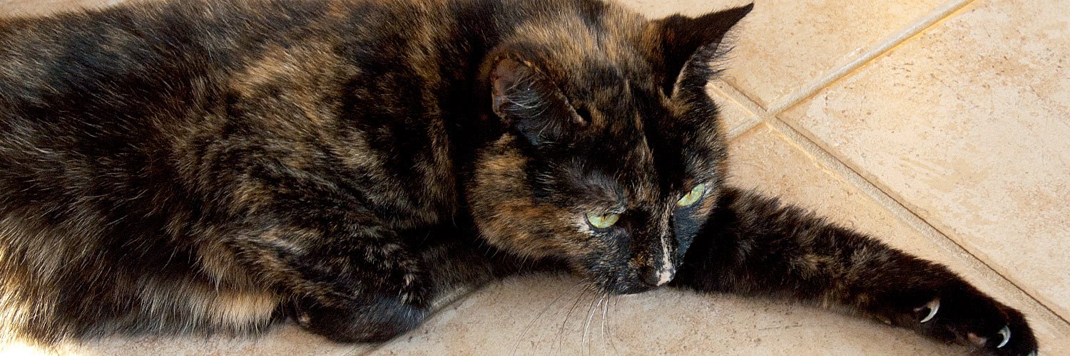 BandofCats's profile banner image