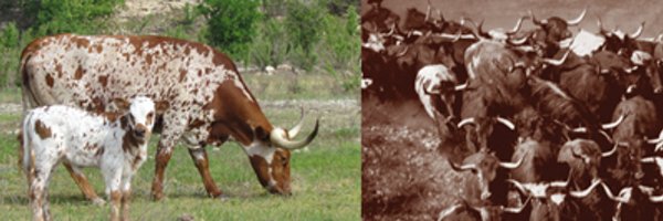 TX Longhorn Breeders Profile Banner