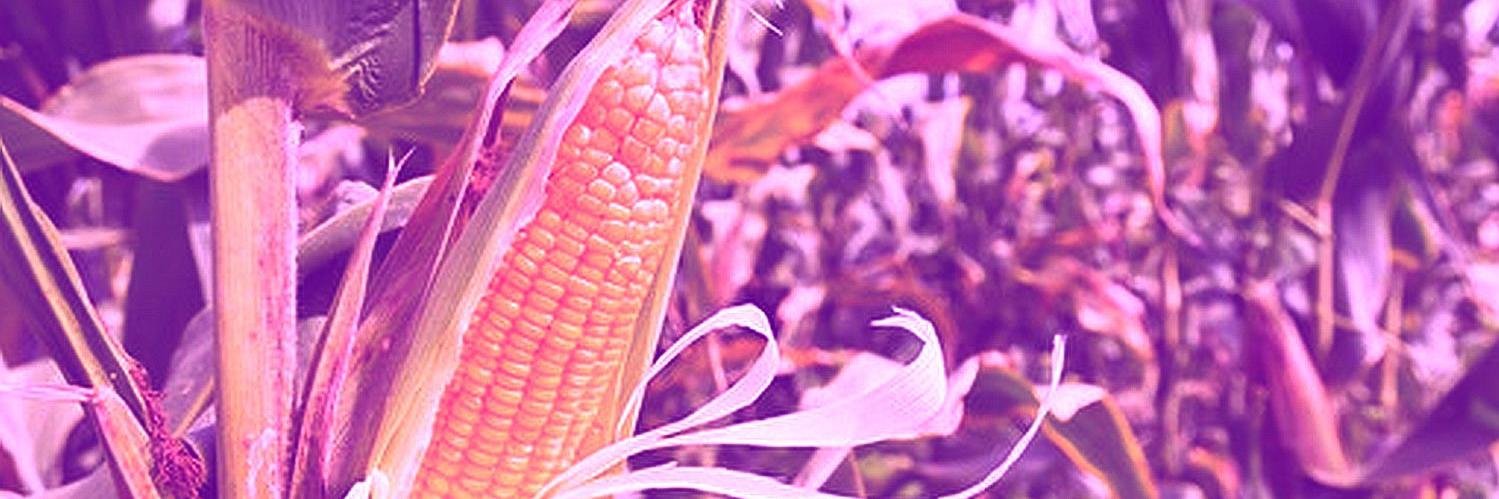 dr_maiskolben's profile banner image