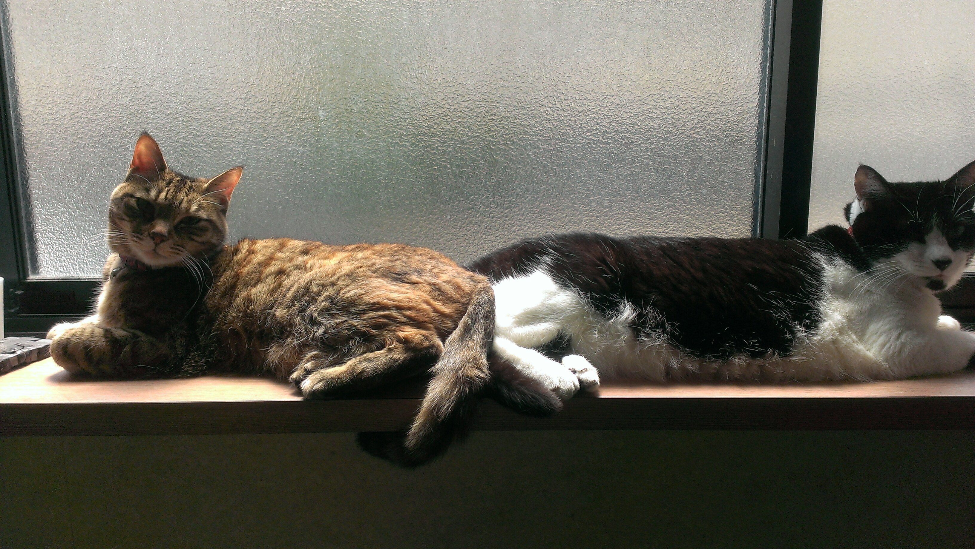 mikoto_cat's profile banner image