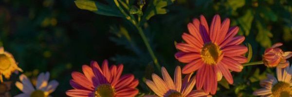 Indrianiyu's profile banner image