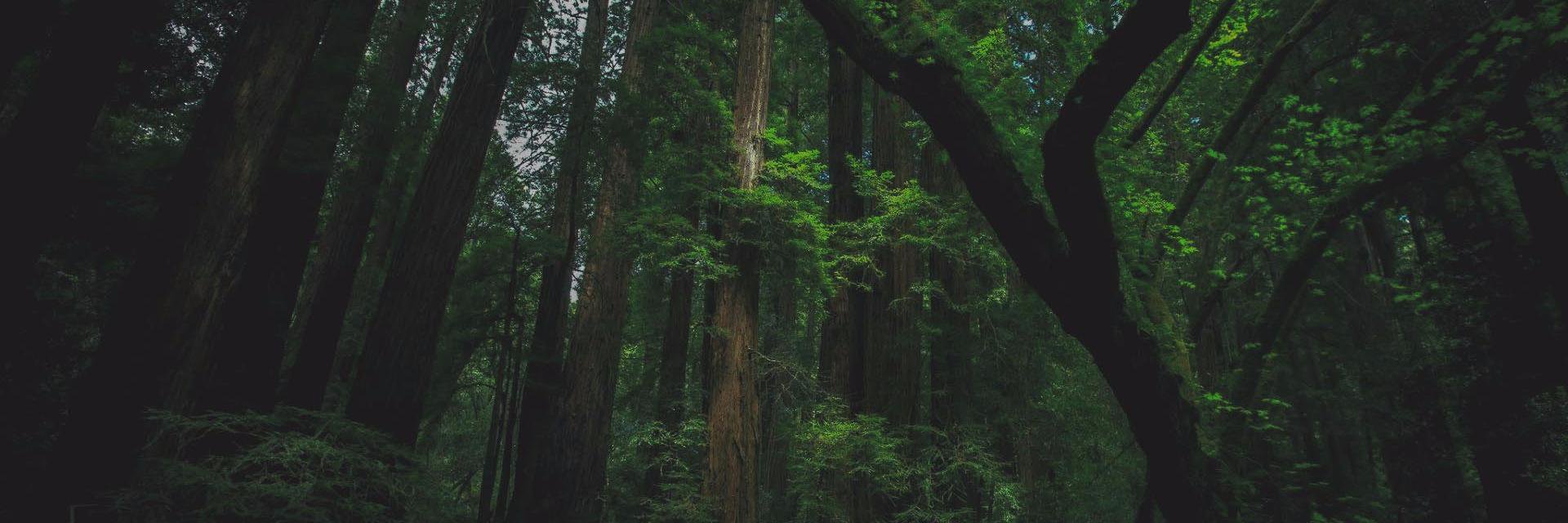 levikmmrfldt's profile banner image