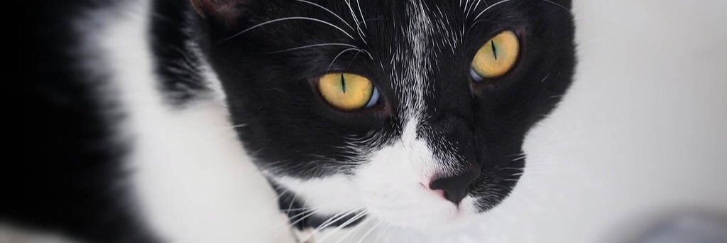 Tibbles the Cat banner