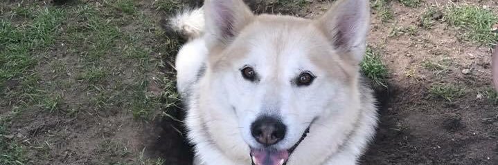 animallover110's profile banner image