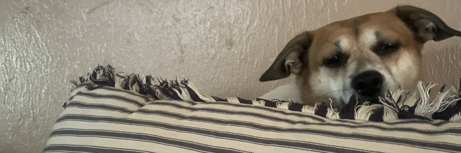 curiosity banner