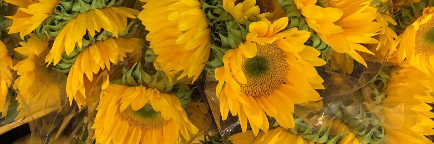 dcldal's profile banner image