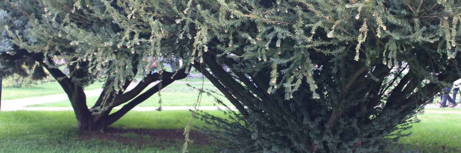 PeppermintPaty's profile banner image