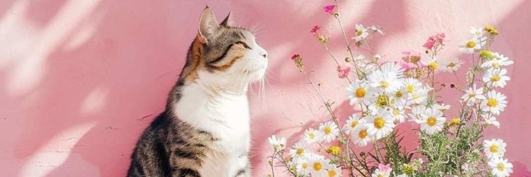 iaysn's profile banner image