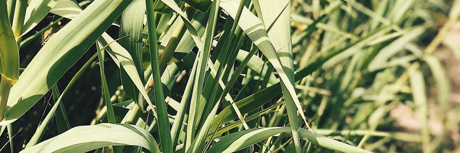 MartaBalandin's profile banner image