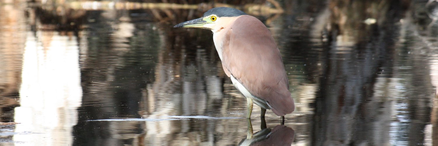 James Henstridge banner