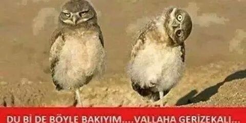 evdasyildiz's profile banner image
