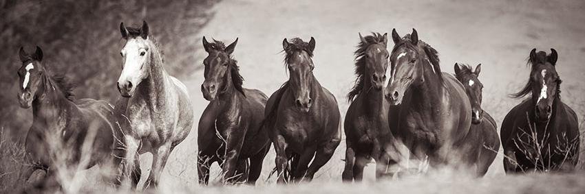 rtfwildhorses's profile banner image