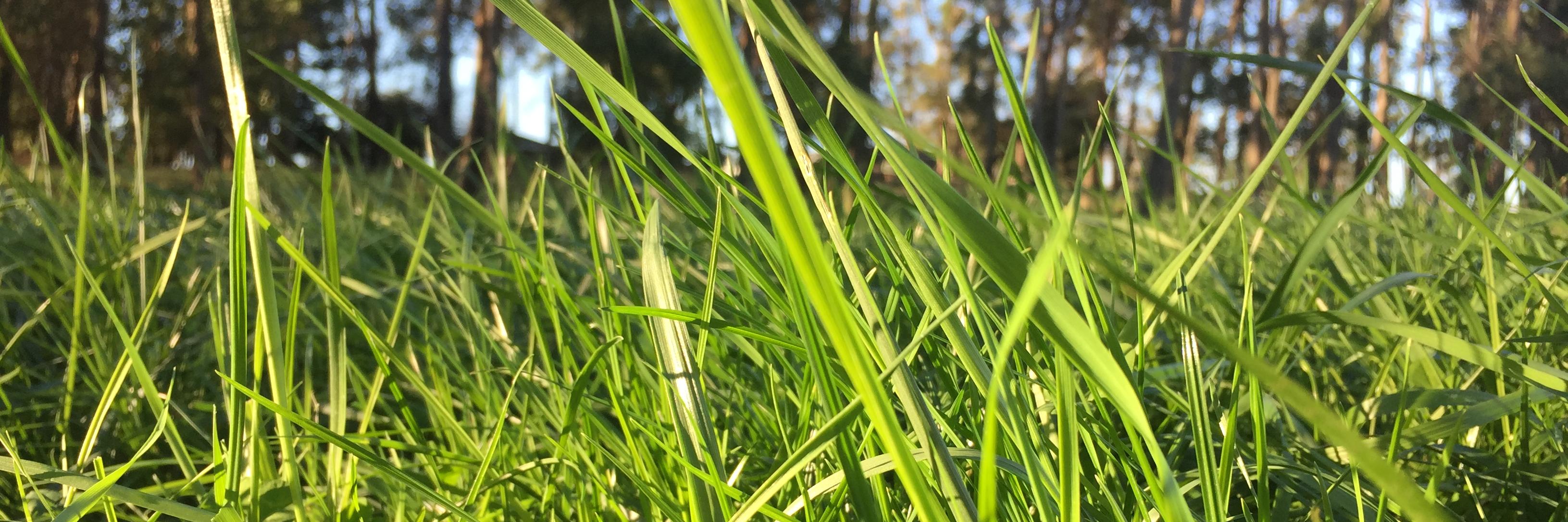 NotmanPasture's profile banner image