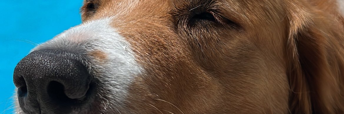 CataDMichelli's profile banner image