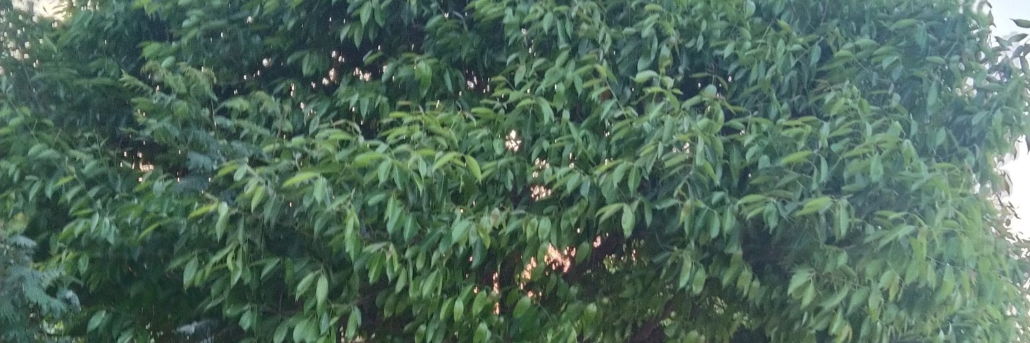 Tousif's profile banner image