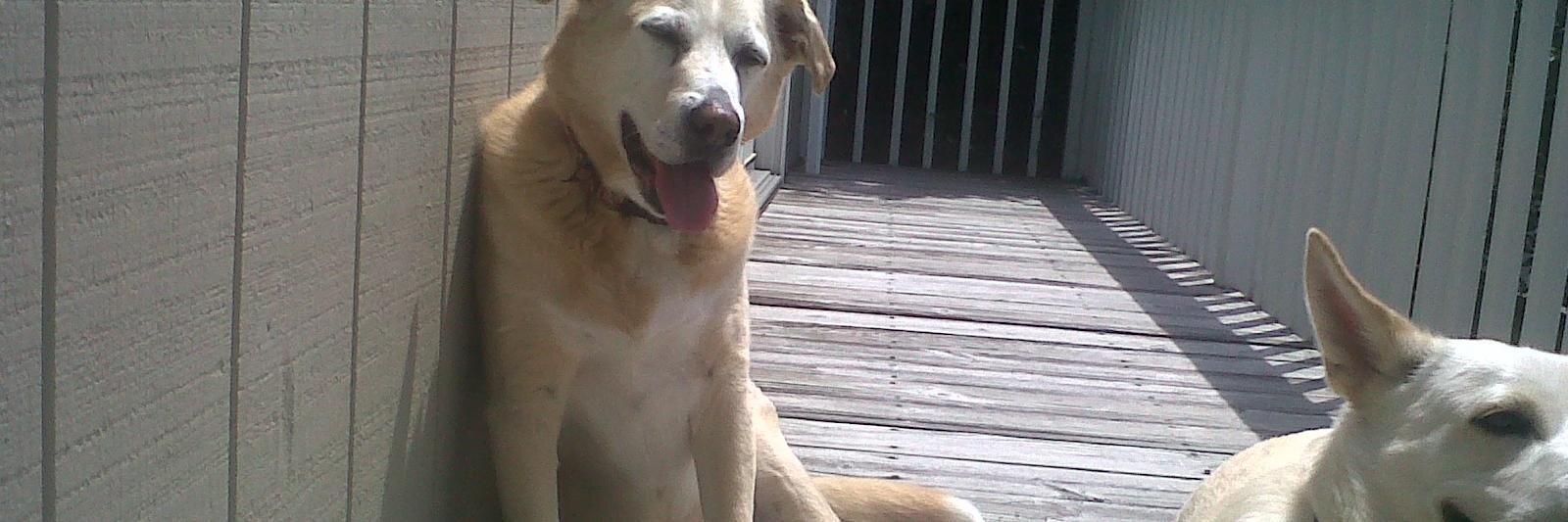 JoAnne Hunsicker banner