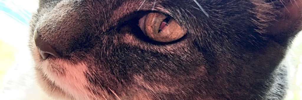 SparklyGinger's profile banner image
