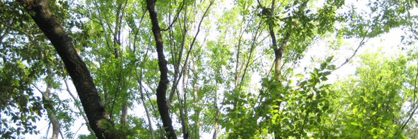 noccono Profile Banner