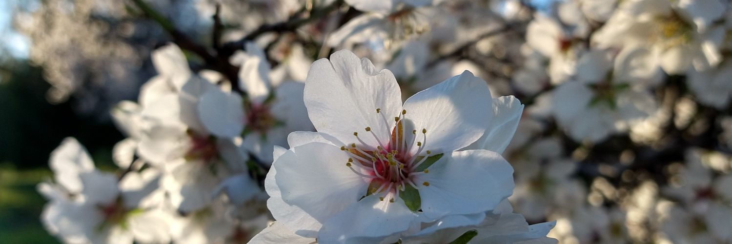 Leonor Rodríguez banner