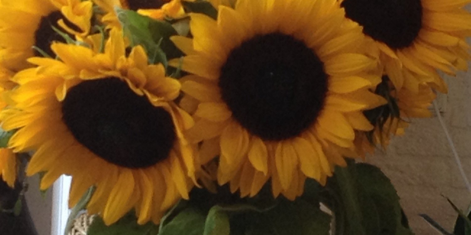 Eubaum's profile banner image