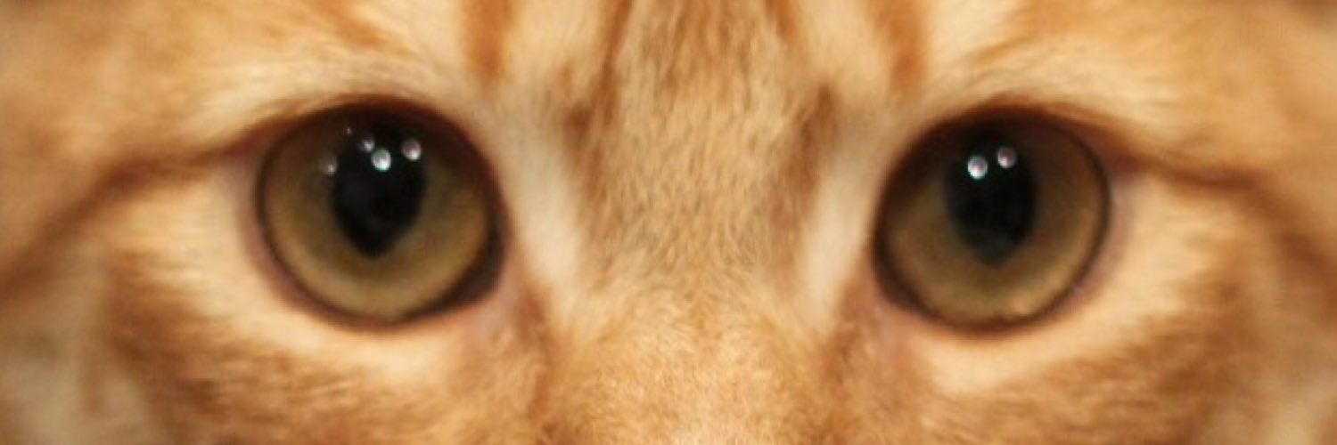 gonzzor's profile banner image