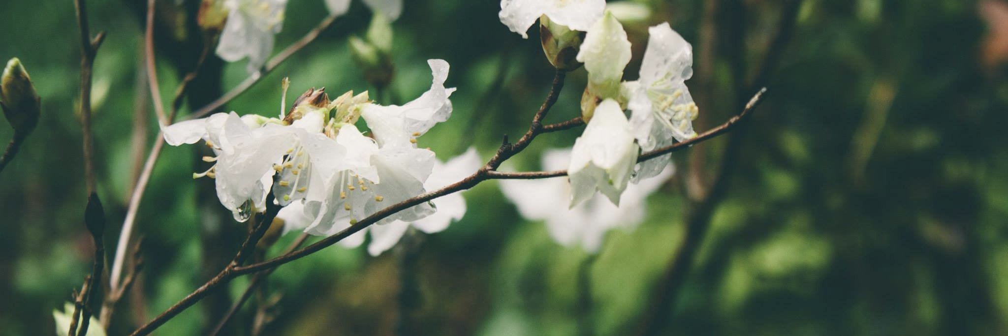 emilysenes's profile banner image