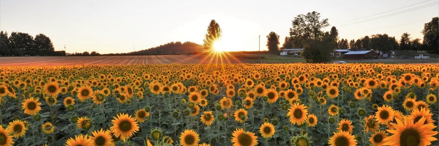 joythomjoy's profile banner image