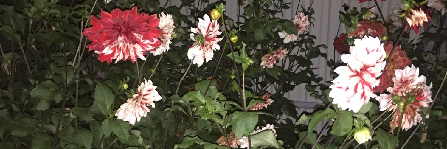 Coma_Soul's profile banner image