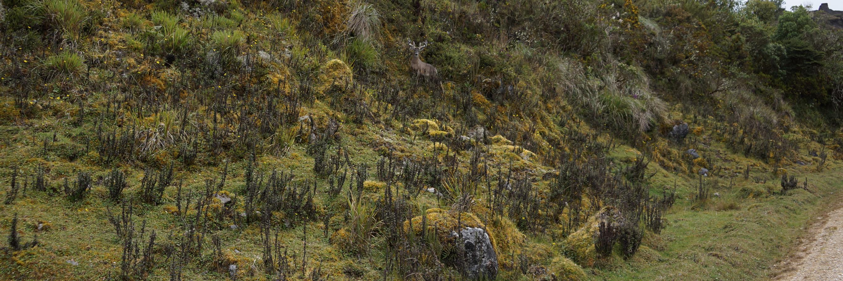 Fernando Rincón banner