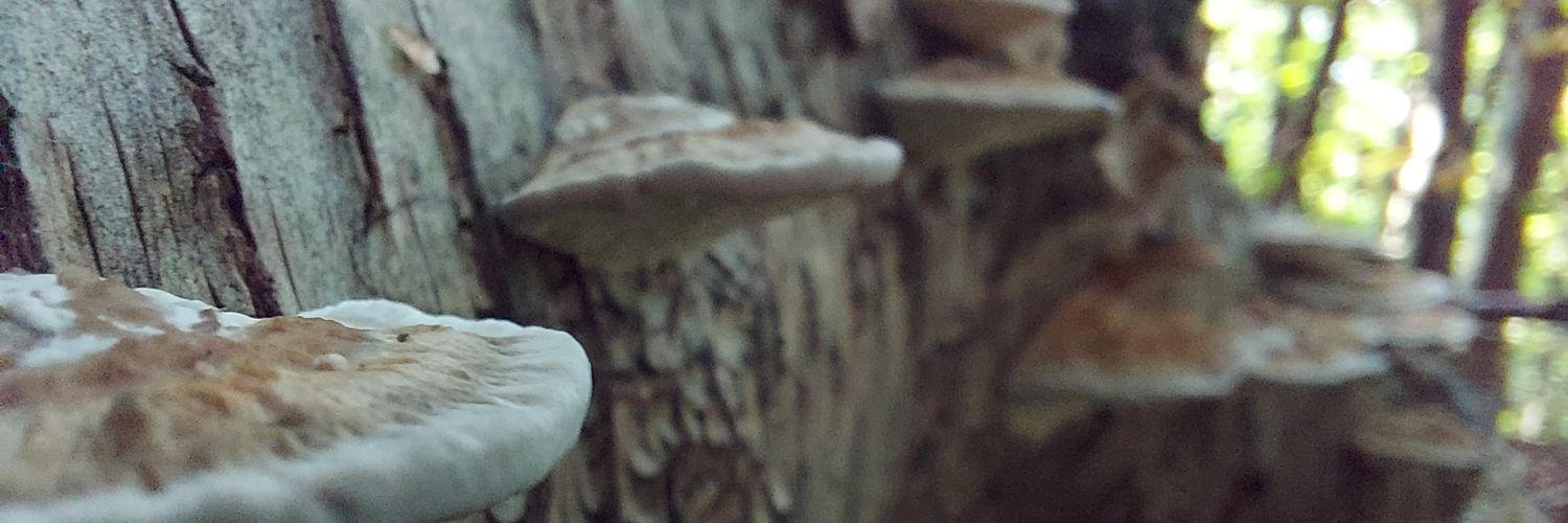 iamchriswright's profile banner image