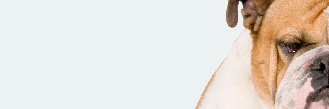 Tildeslash banner