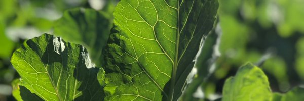 RozRBentley Profile Banner