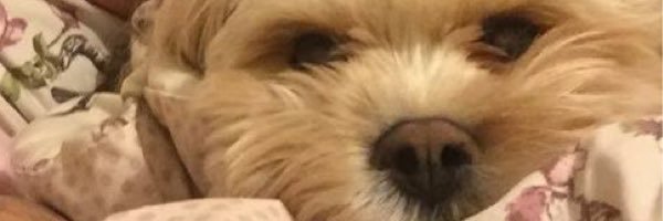 NinaB1984's profile banner image
