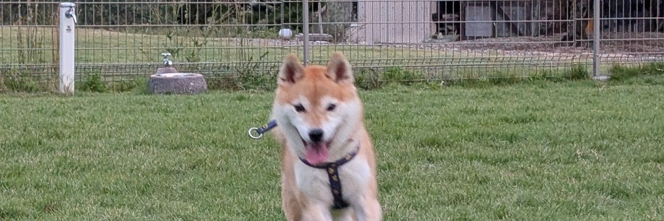 sonoatleta's profile banner image