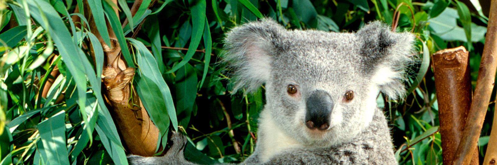 Denise Carruthers banner