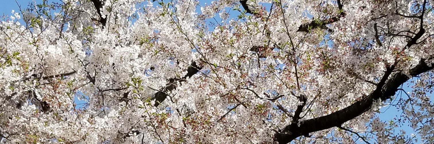 tora_misa's profile banner image
