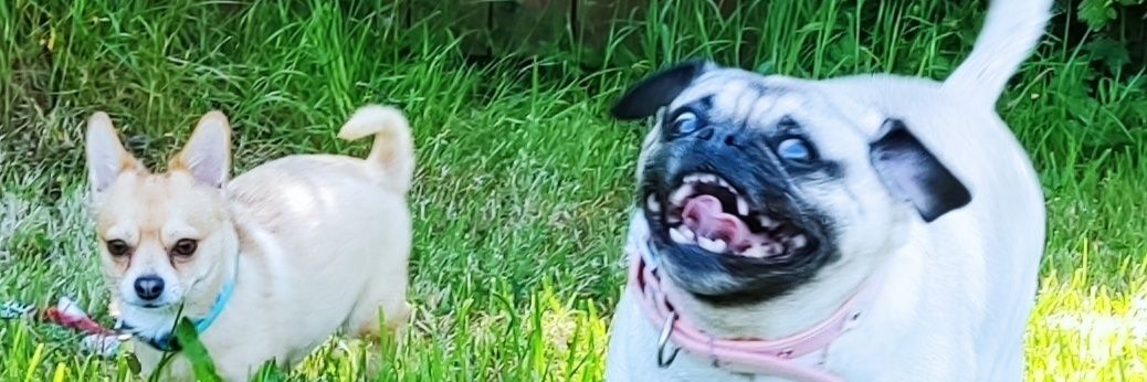 Mops Taktyczny banner