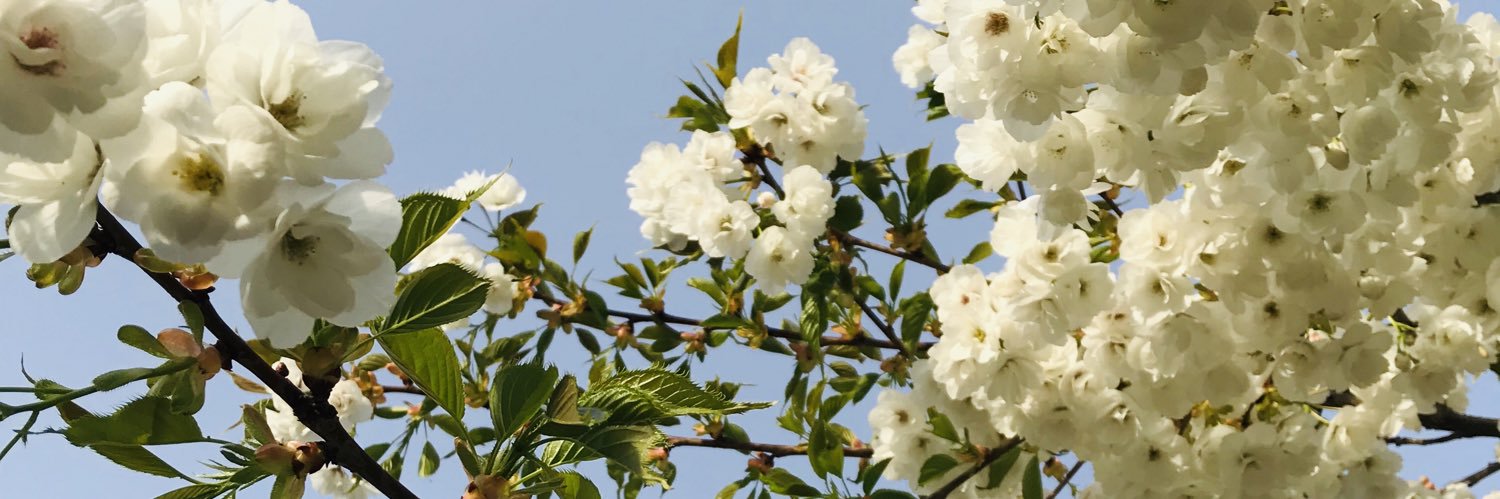 lotta happonen banner