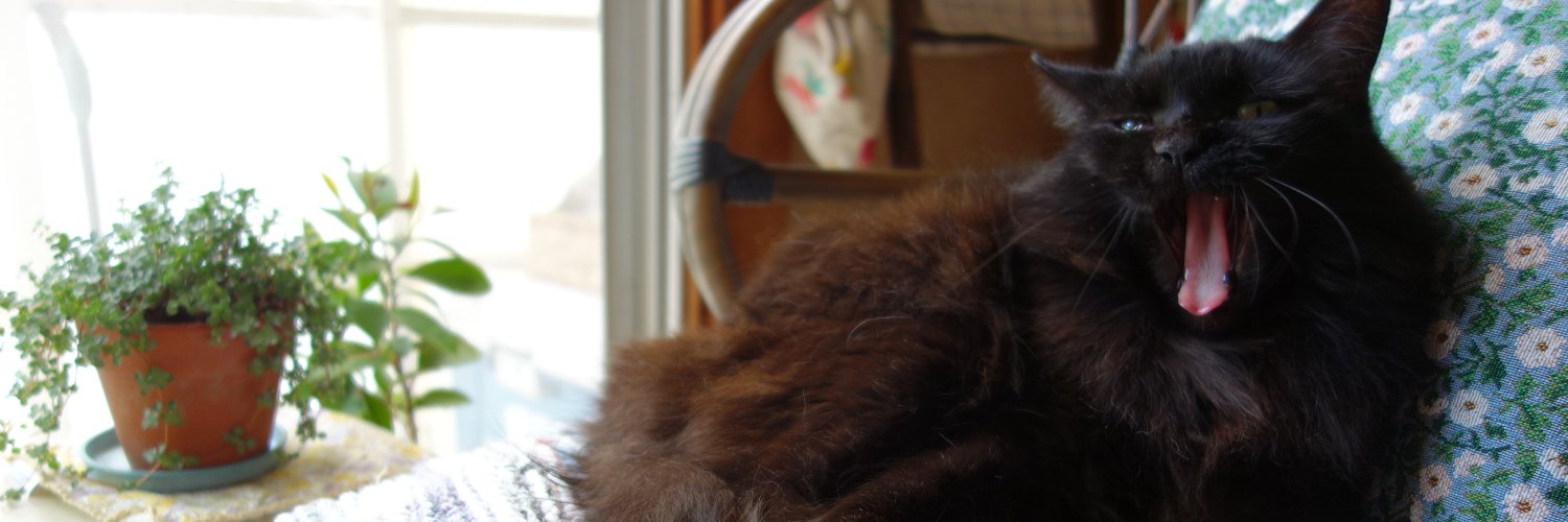 miaowm's profile banner image