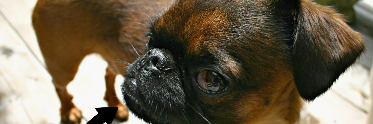 Susan Pilotto banner