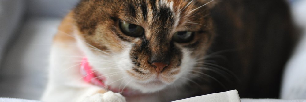 🇯🇵一世🐯🐱🗣️🗣️ banner