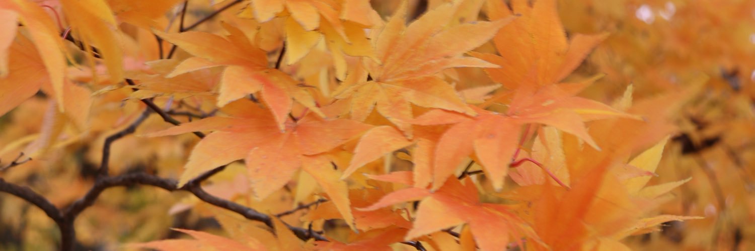 fumi_0610's profile banner image
