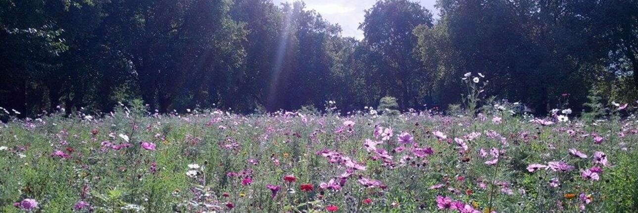 Carrina Gaffney banner