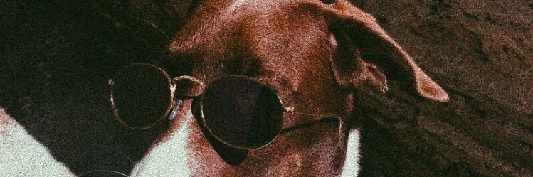 lizchiarella's profile banner image