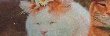 sametoksz2's profile banner image