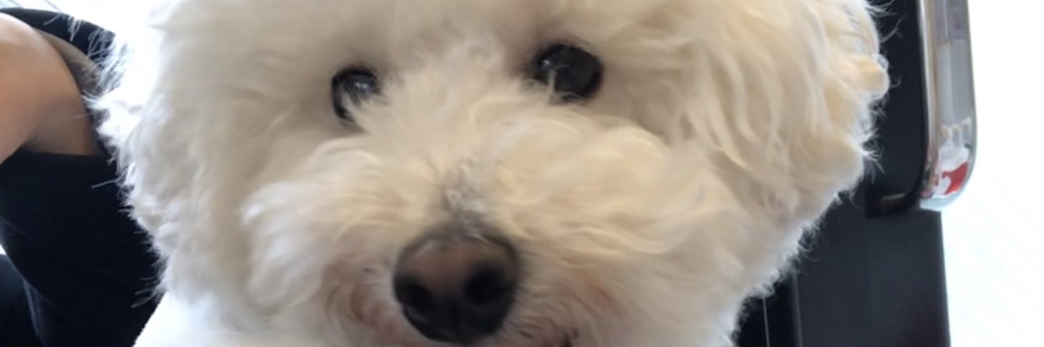 maikocello's profile banner image