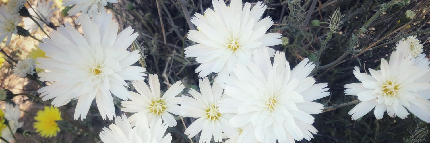 cwachowiak's profile banner image