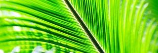 RosmiShaji's profile banner image